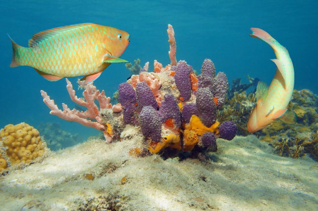 Dormio Bonaire Village 객실 사진